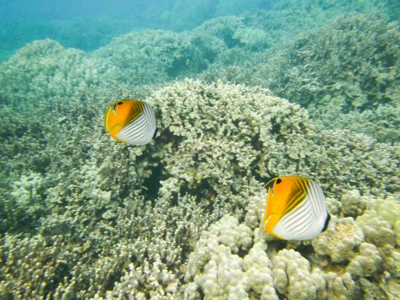 Peixes nadam por entre os corais de Honaunau Bay, ao sul de Kona, na Big Island, no Havaí